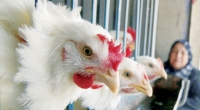 وزير الصناعة يقرر تحديد سقوف سعرية لدجاج النتافات