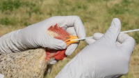الصحة العالمية تؤكد أول وفاة بشرية بمتحور من إنفلونزا الطيور