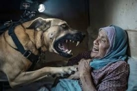 منظمة حقوقية: استخدام الاحتلال الكلاب البوليسية أمر ممنهج وواسع النطاق