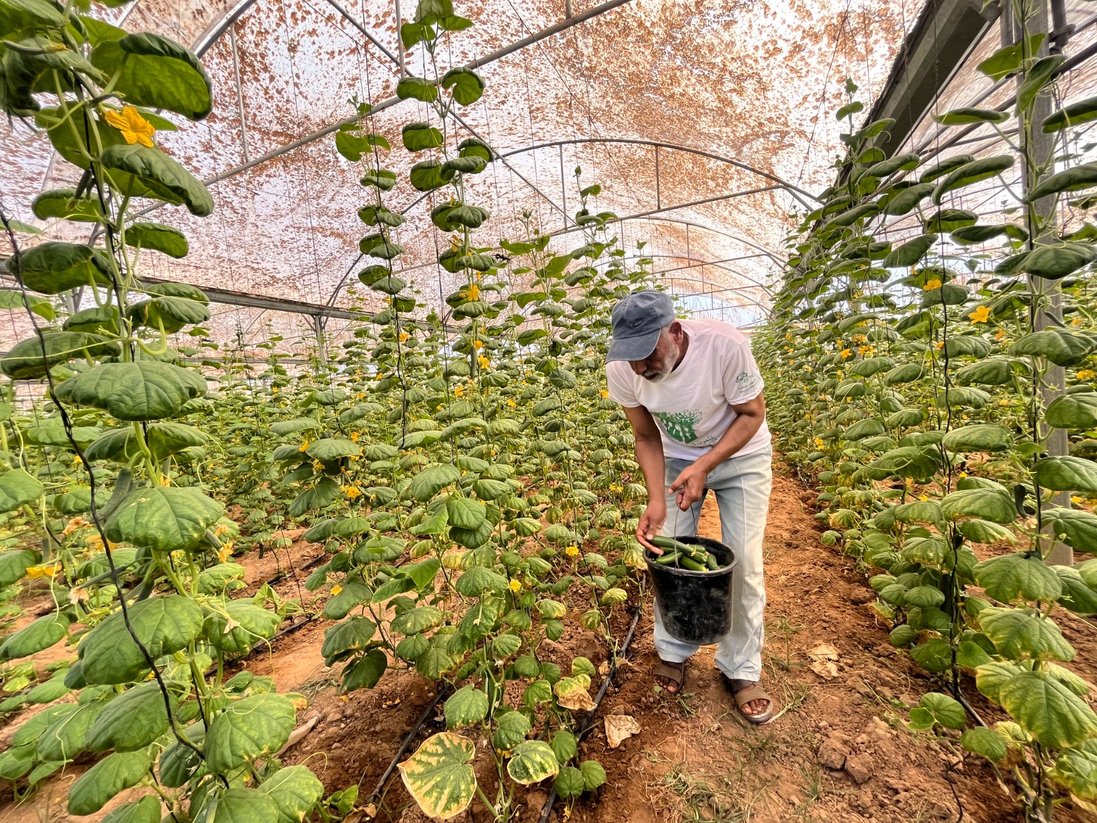 في مواجهة التجويع، العربية لحماية الطبيعة تزرع مع 162 مزارع محصول غزة المقاوم على 400 دونم في قطاع غزة