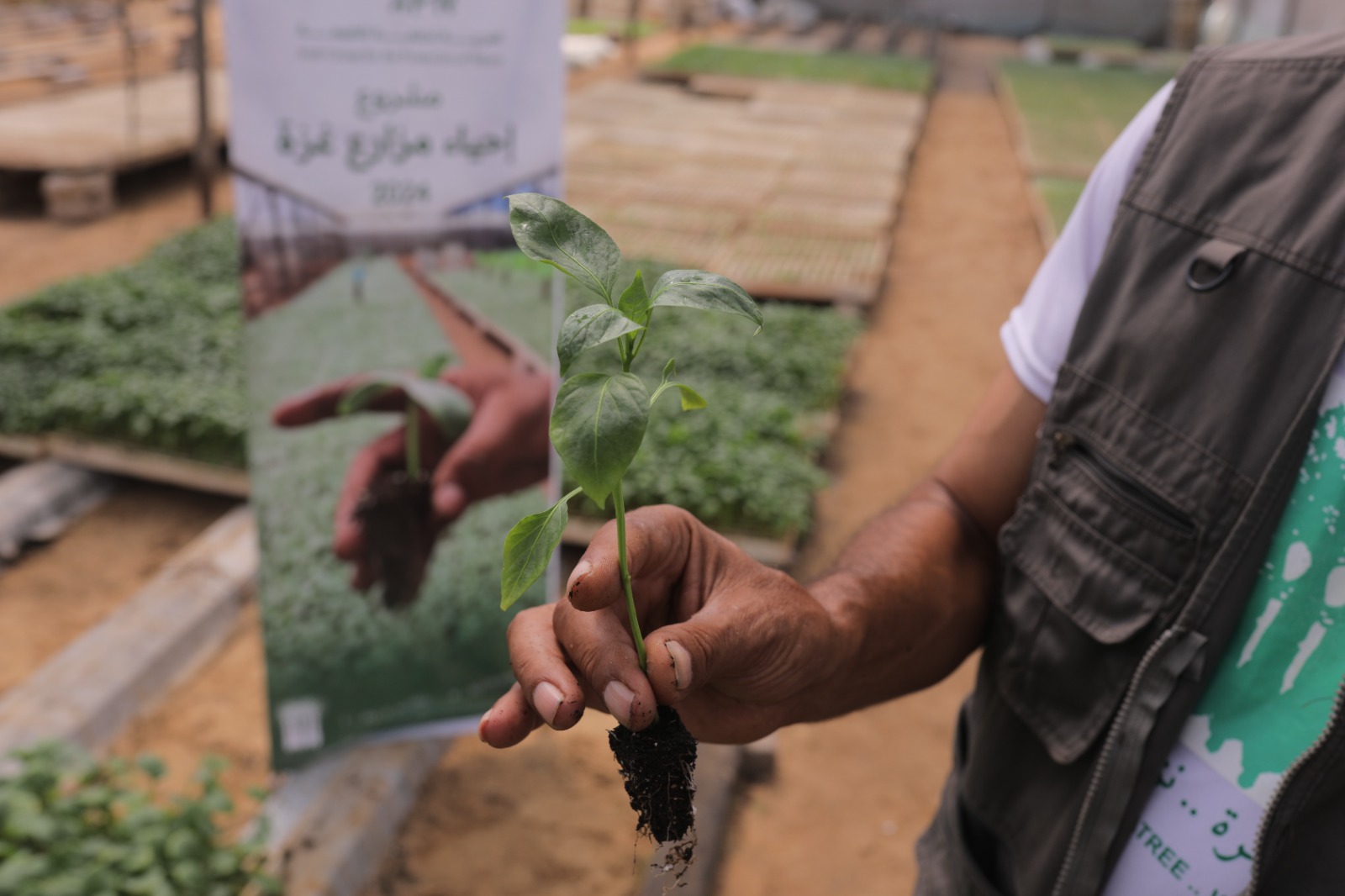 في مواجهة التجويع، العربية لحماية الطبيعة تزرع مع 162 مزارع محصول غزة المقاوم على 400 دونم في قطاع غزة