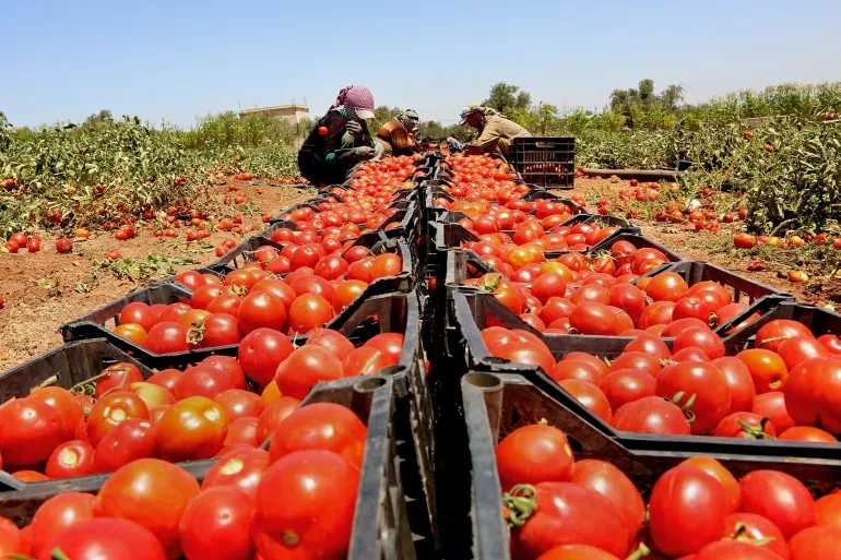 الاردن يرفض تصدير الخضار والفواكه الى الكيان الصهيوني