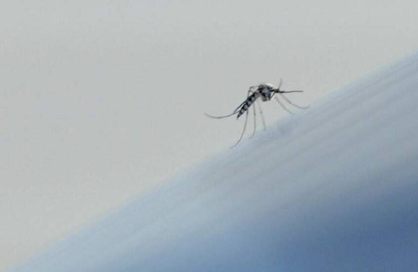 أعراض حمى شيكونغونيا