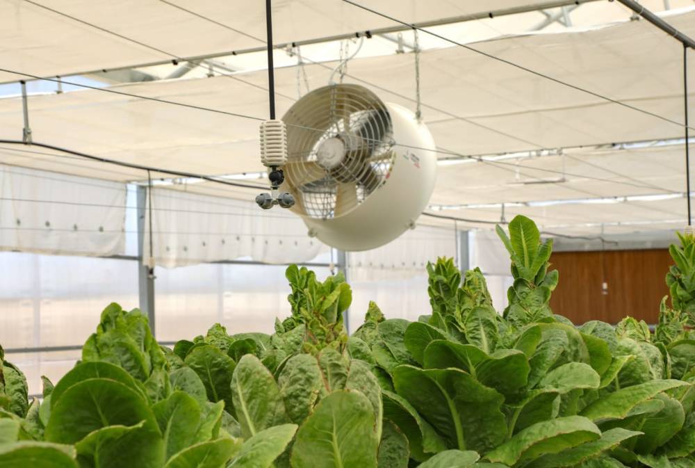 الجامعة الهاشمية تنجز مشروع الزراعة المائية الذكية دعماً للبحث العلمي التطبيقي وخدمةً للأمن الغذائي الوطني