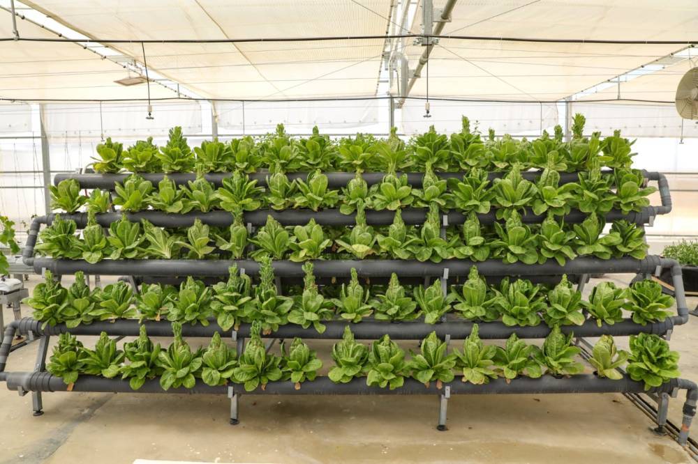 الجامعة الهاشمية تنجز مشروع الزراعة المائية الذكية دعماً للبحث العلمي التطبيقي وخدمةً للأمن الغذائي الوطني