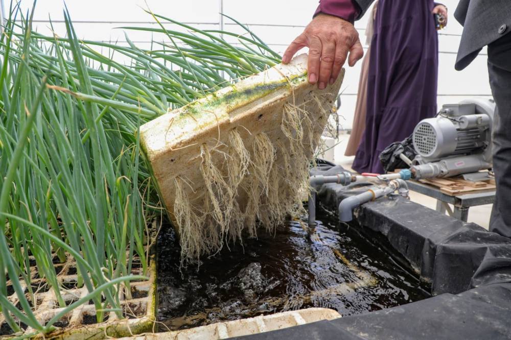 الجامعة الهاشمية تنجز مشروع الزراعة المائية الذكية دعماً للبحث العلمي التطبيقي وخدمةً للأمن الغذائي الوطني