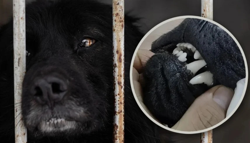 في بث مباشر صادم.. انتزاع أسنان كلاب سوداء بحجة طرد الأرواح!