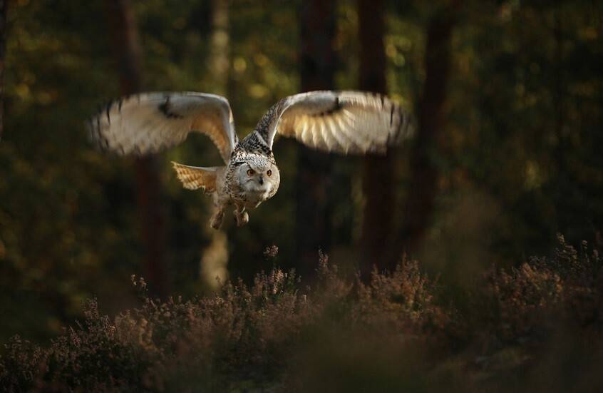 تقنية جديدة للتخفيف من الضوضاء تحاكي آلية طيران البوم