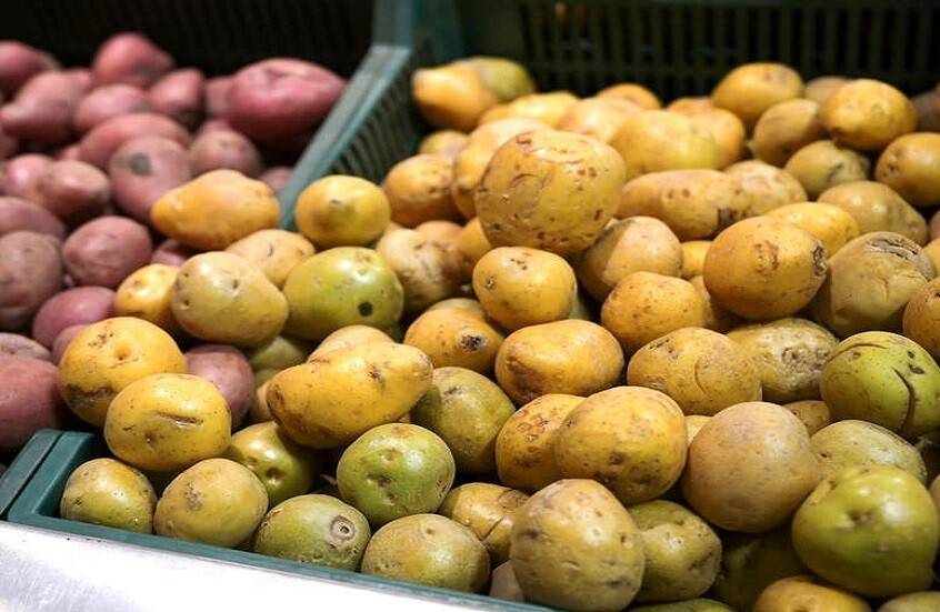 احذر البطاطس الخضراء.. أشعة الشمس تحولها إلى خطر سام