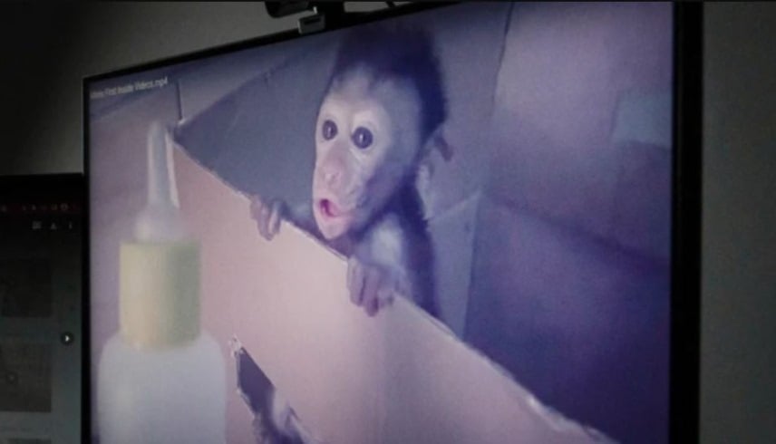 بينهم رجل أعمال.. فيديوهات سحق القرود تفضح شبكة تعذيب دولية