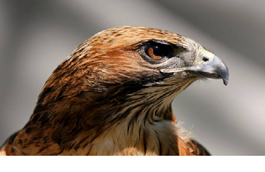 القصة المأساوية وراء أشهر الصور في العالم.. مشهد نسر يتربص بطفل جائع حتى الموت