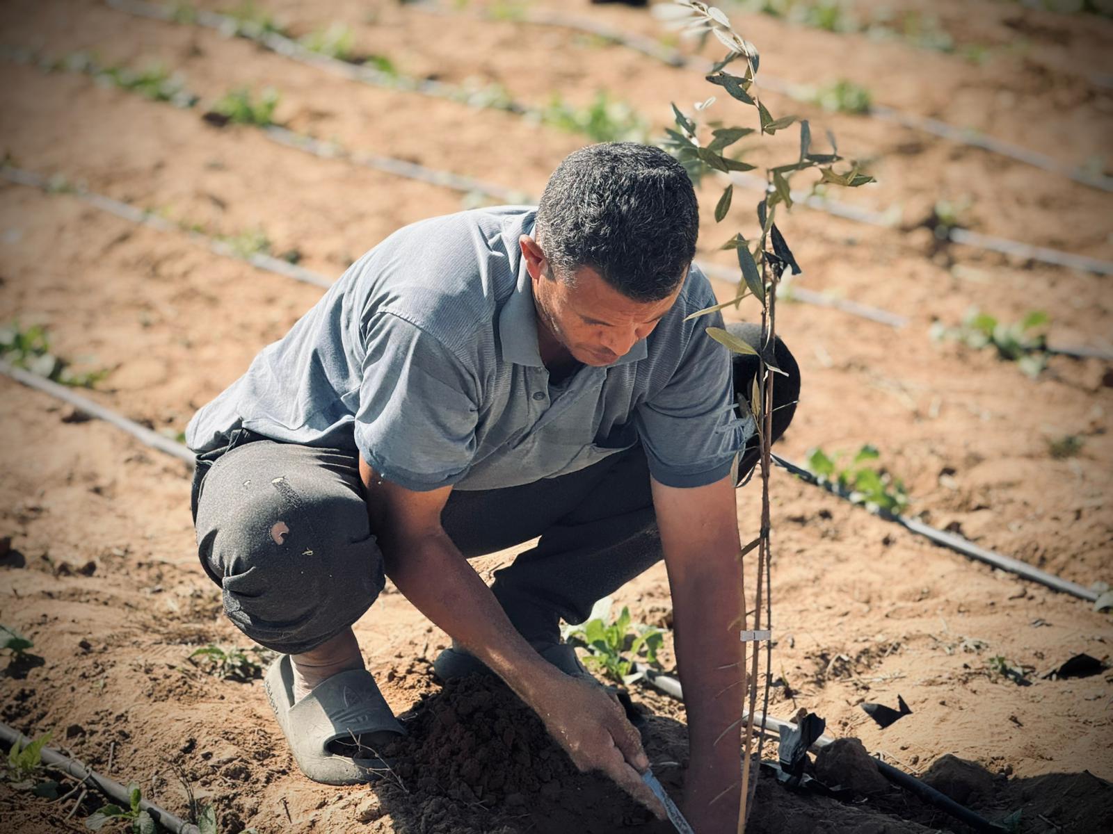 العربية لحماية الطبيعة تبدأ المرحلة الثانية من مشروع إحياء مزارع غزة بزراعة 30 ألف شجرة زيتون