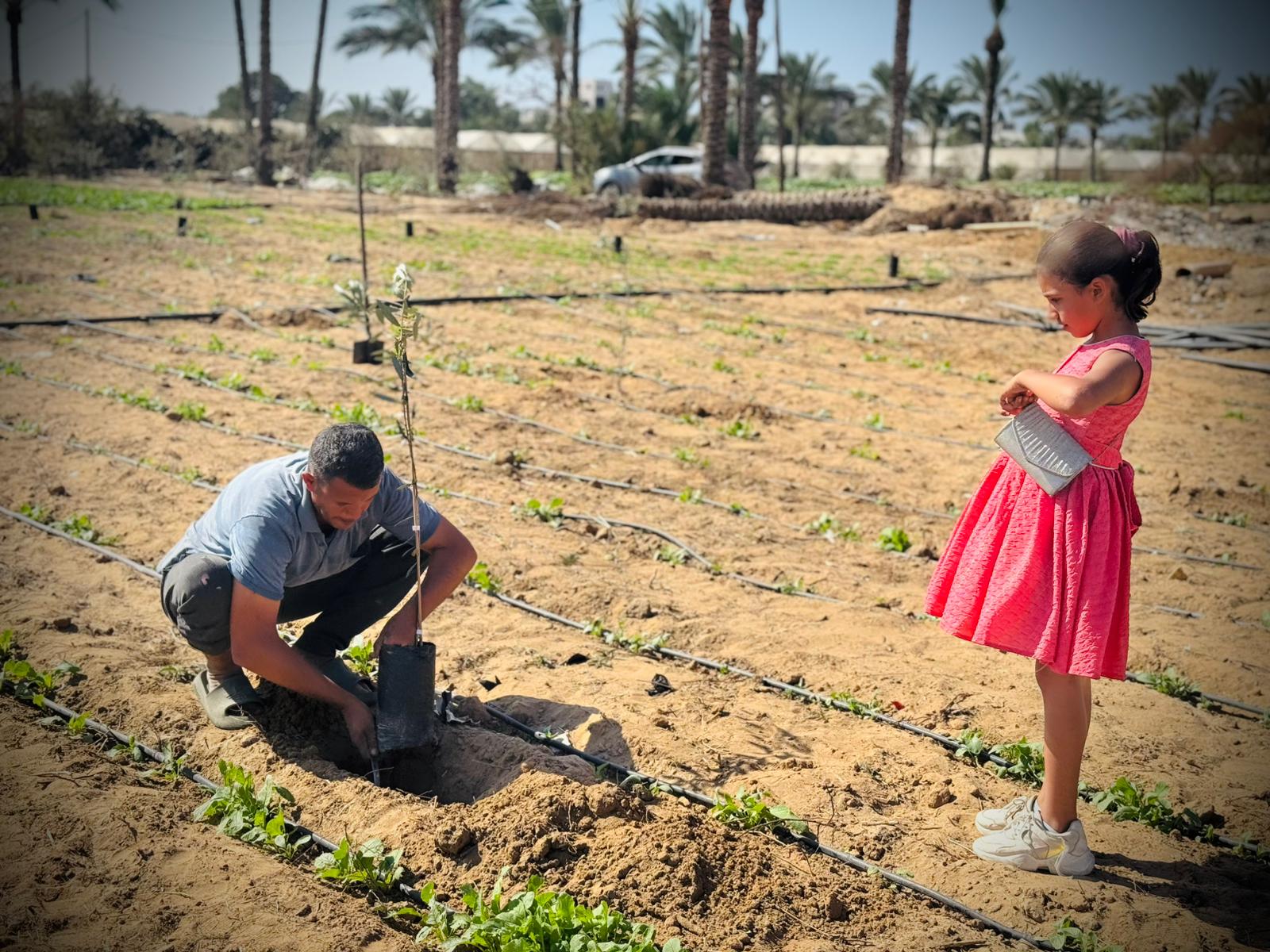 العربية لحماية الطبيعة تبدأ المرحلة الثانية من مشروع إحياء مزارع غزة بزراعة 30 ألف شجرة زيتون