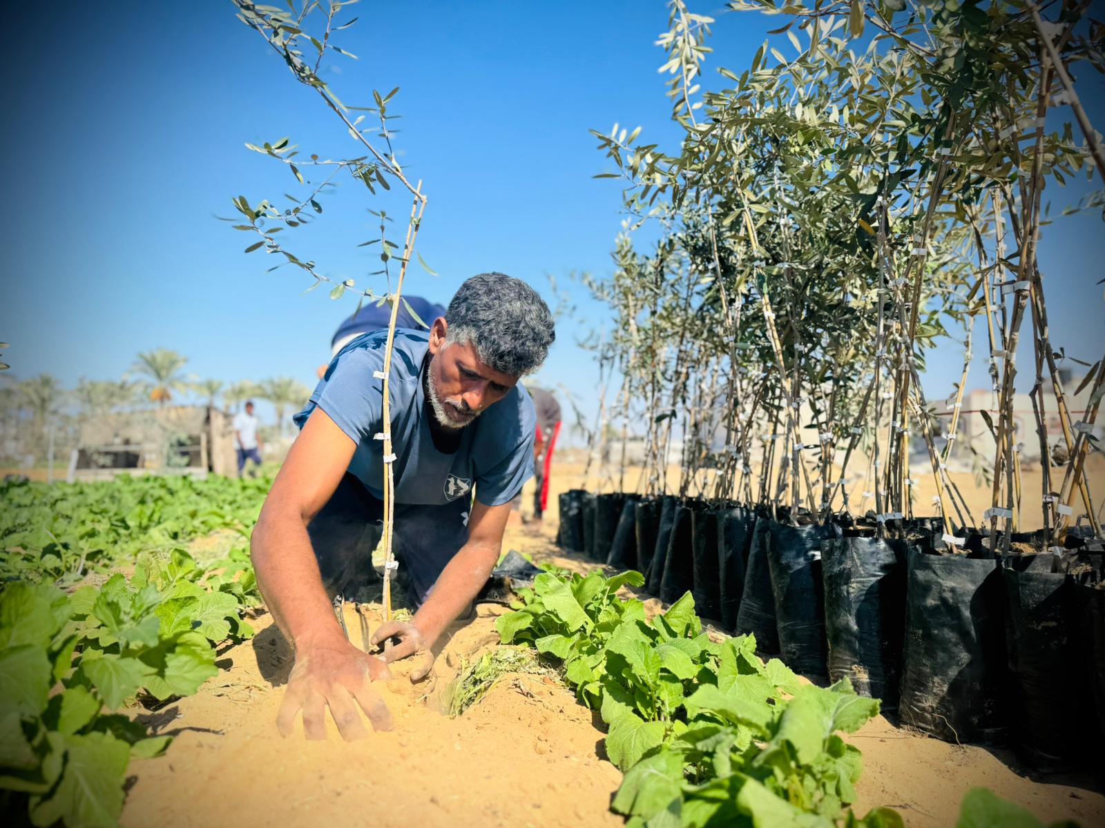 العربية لحماية الطبيعة تبدأ المرحلة الثانية من مشروع إحياء مزارع غزة بزراعة 30 ألف شجرة زيتون