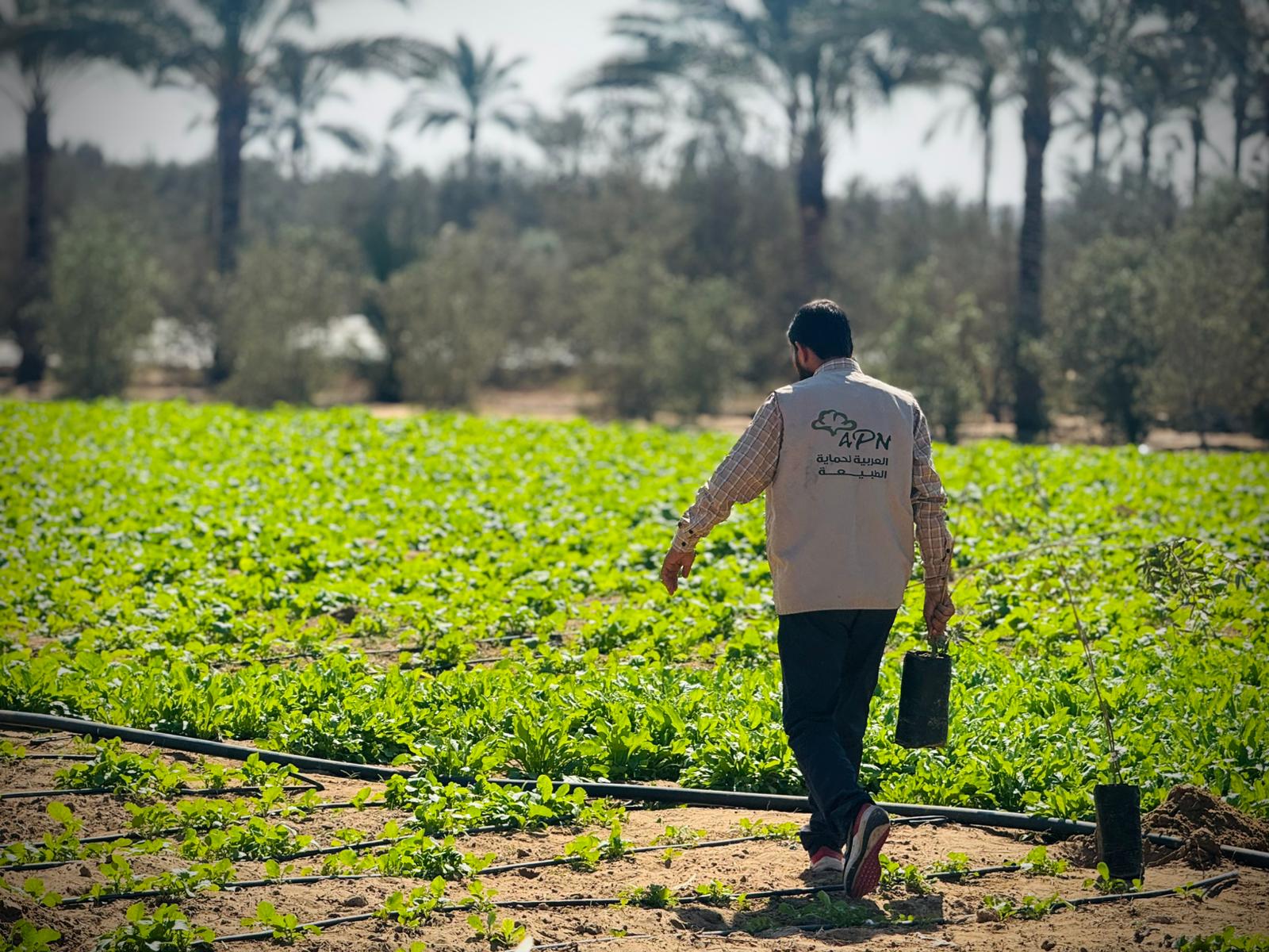 العربية لحماية الطبيعة تبدأ المرحلة الثانية من مشروع إحياء مزارع غزة بزراعة 30 ألف شجرة زيتون