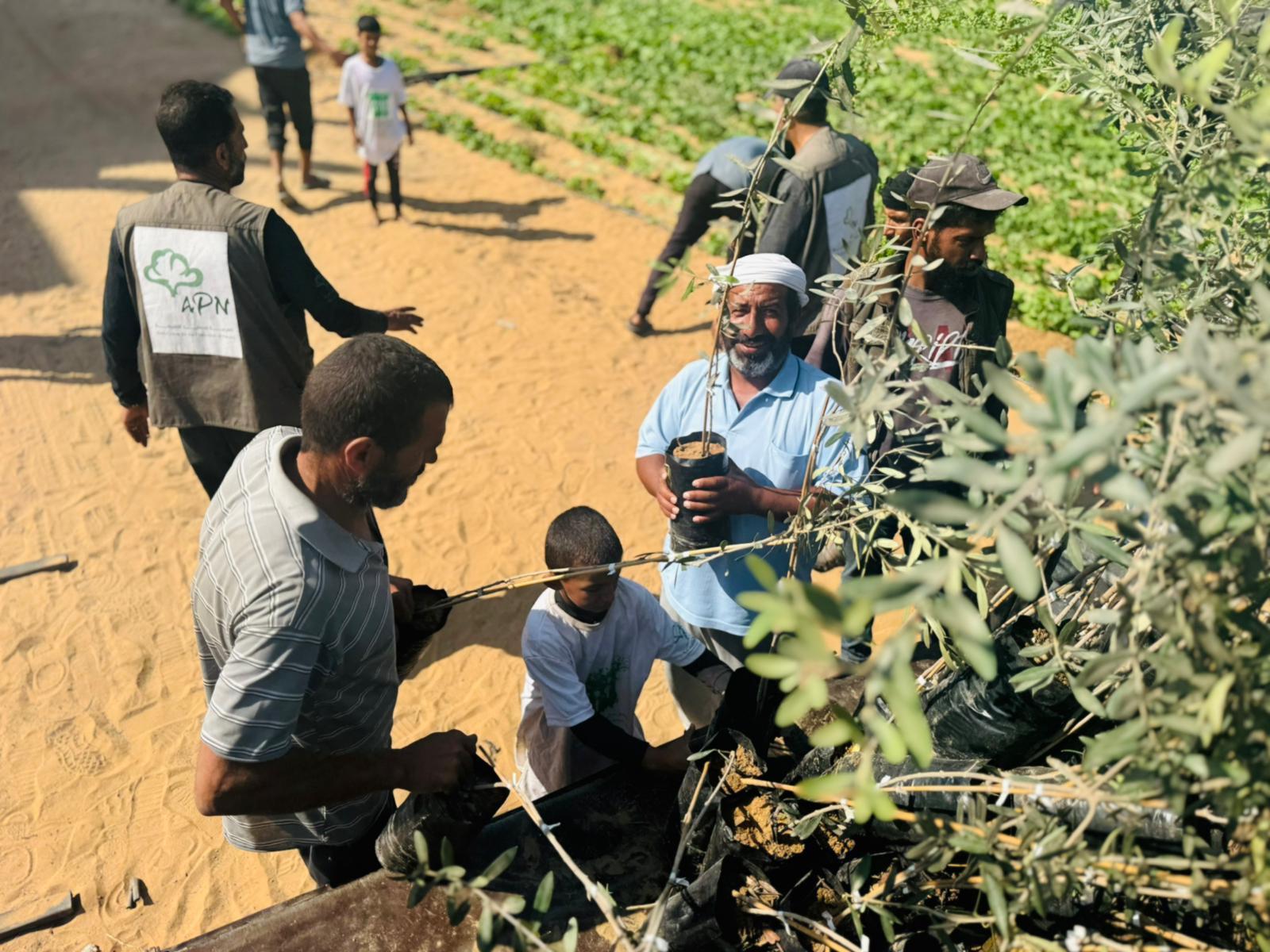 العربية لحماية الطبيعة تبدأ المرحلة الثانية من مشروع إحياء مزارع غزة بزراعة 30 ألف شجرة زيتون
