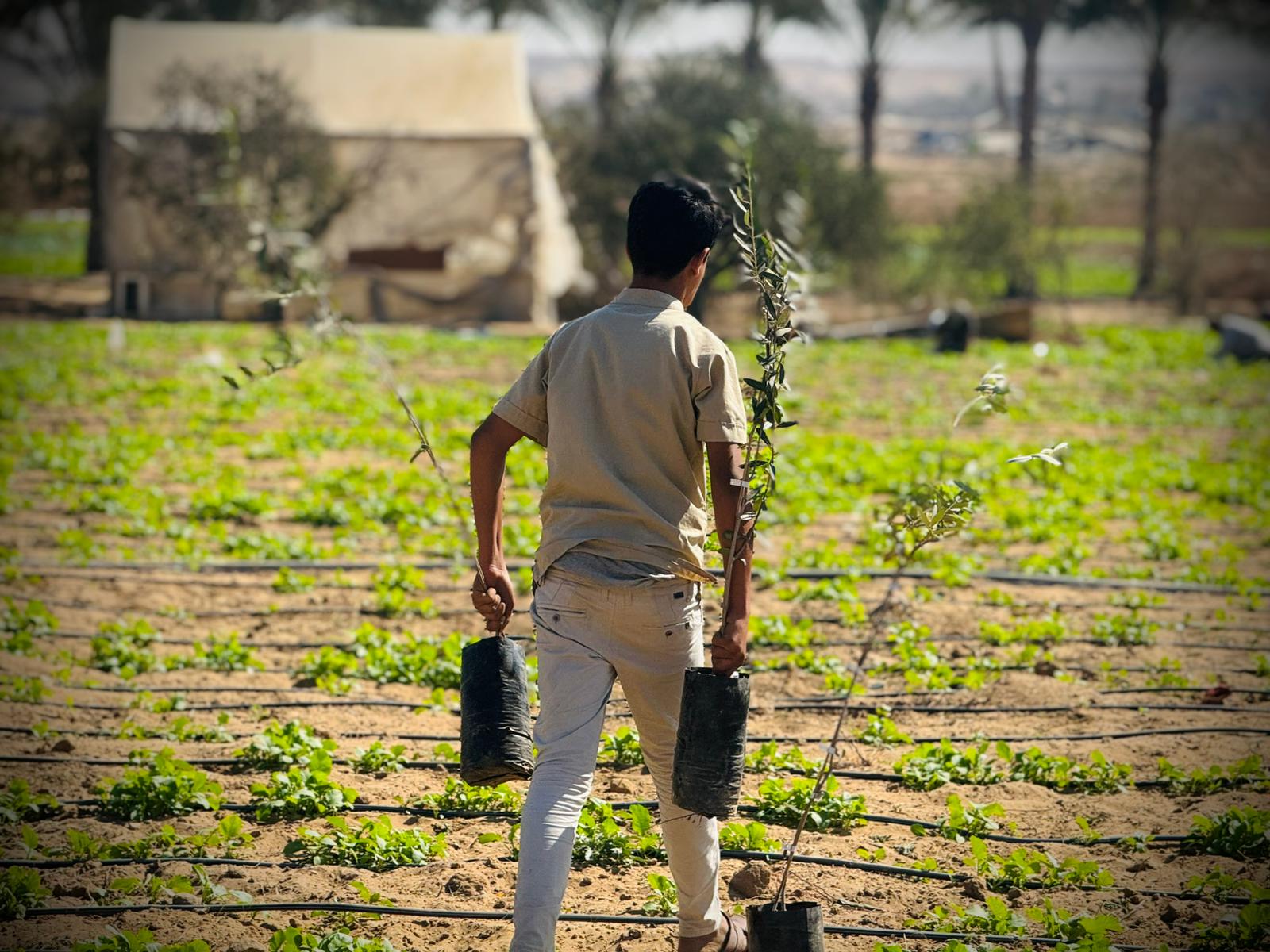 العربية لحماية الطبيعة تبدأ المرحلة الثانية من مشروع إحياء مزارع غزة بزراعة 30 ألف شجرة زيتون