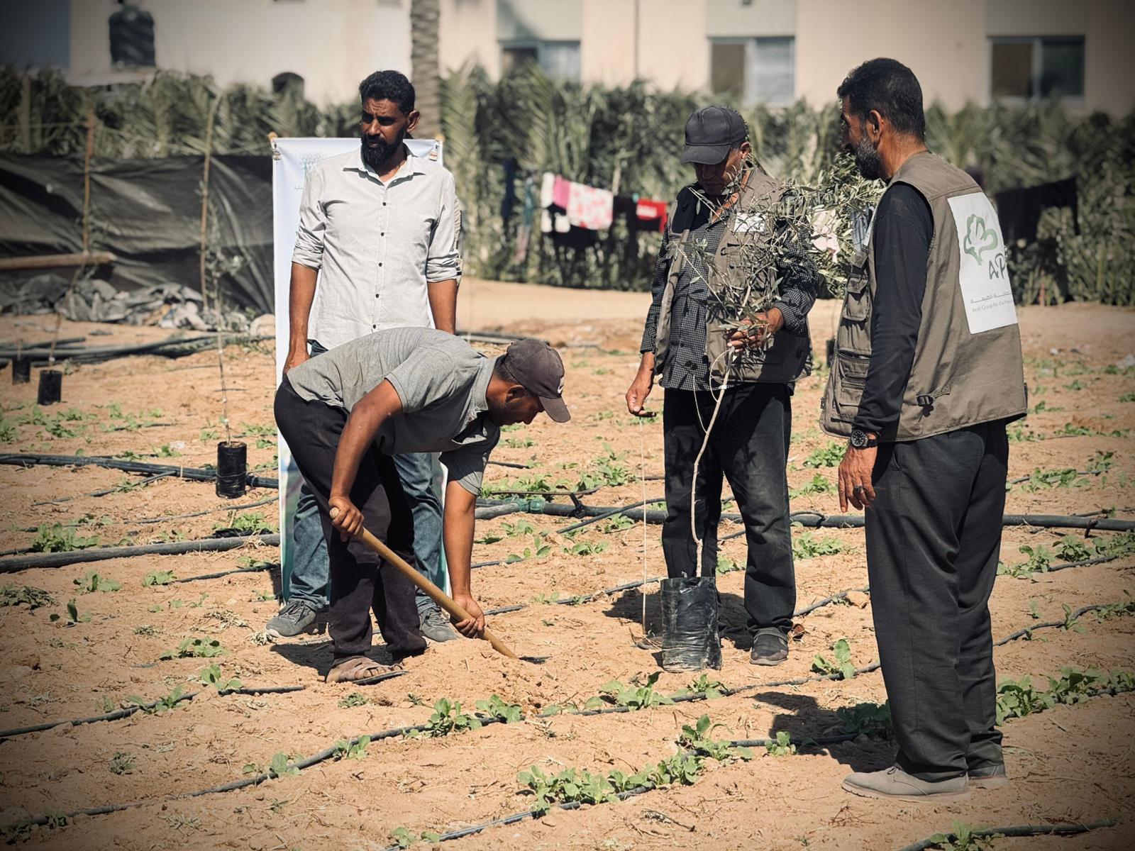 العربية لحماية الطبيعة تبدأ المرحلة الثانية من مشروع إحياء مزارع غزة بزراعة 30 ألف شجرة زيتون