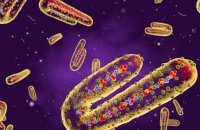 إثيوبيا تعلن تفشي وباء ماربورغ جنوب البلاد