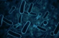 بكتيريا فائقة قد تفتح آفاقا جديدة في صناعة أدوية للسرطان والخرف