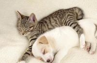 عدوى جديدة خطيرة قد تنتقل من الحيوانات الأليفة إلى البشر