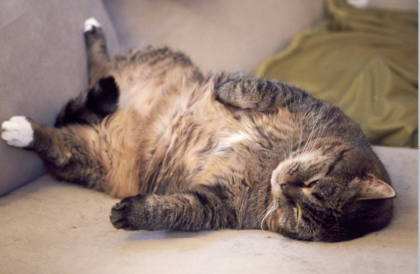 أوزمبيك للقطط!.. دواء لإنقاص الوزن قد يغيّر حياتها