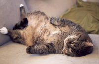 أوزمبيك للقطط!.. دواء لإنقاص الوزن قد يغيّر حياتها