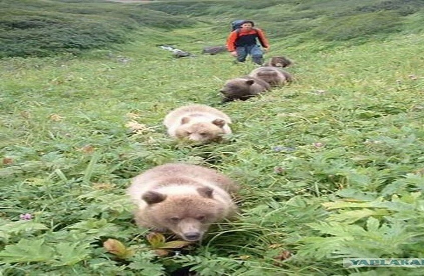 دراسة: الدببة الإيطالية أصبحت أصغر حجما وأقل عدوانية بفعل التعايش مع الإنسان 