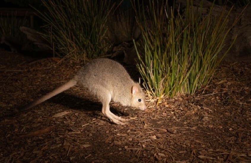 اكتشاف أحفوري لنوع جديد من الكنغر في أستراليا 