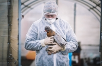 اللحظة الحرجة لتحول إنفلونزا الطيور إلى وباء بشري!