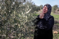 مستوطنون يقتعلون زيتون رام الله والاحتلال يعتقل العشرات بالضفة