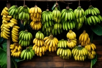 5 درجات لنضج الموز.. إليك الدرجة الأفضل لإنقاص الوزن