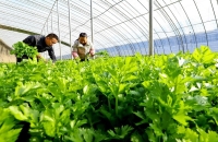 من الأوراق للجذور.. كيف يعزز الكرفس الصحة وما هي موانع استخدامه؟