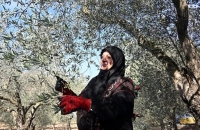 لبنان.. 13 مليون شجرة زيتون وقطاع محوري لتثبيت المزارعين في أراضهم