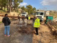 جرش: سقوط شجرة معمّرة على عامود كهرباء في دير الليات