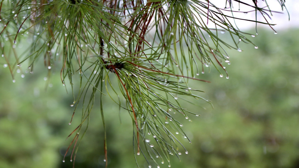 أجواء باردة وأمطار متوقعة الأحد شمالا تمتد تدريجيًا للوسط #عاجل