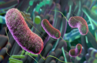 تأثير صادم لبكتيريا الأمعاء على الصحة وشيخوخة الخلايا