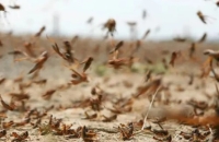 مخاوف في مصر من الجراد.. وبيان رسمي يكشف التفاصيل