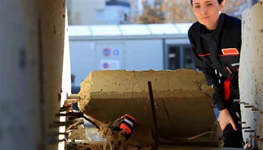 من أدغال تنزانيا إلى مدن الزلازل.. فئران مدربة تبدأ رحلة حماية الأرواح في تركيا