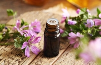 نبات طبي يساعد في محاربة سرطان القولون