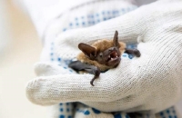 علماء: مناعة الخفافيش ستساعد في الاستعداد لمواجهة العدوى الجديدة