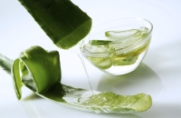 مادة في الصبار قد تغير مستقبل علاج ألزهايمر!