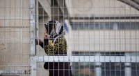 ارتفاع عدد الأسيرات داخل سجون الاحتلال