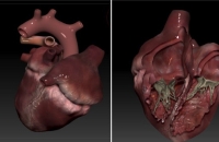علماء يبتكرون نموذجا ثلاثي الأبعاد للقلب يحاكي نبضه