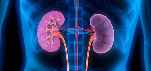أنواع أمراض الكلى: الأعراض والعلاج