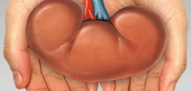 وظائف الكلى وإمكانية العيش بكلية واحدة