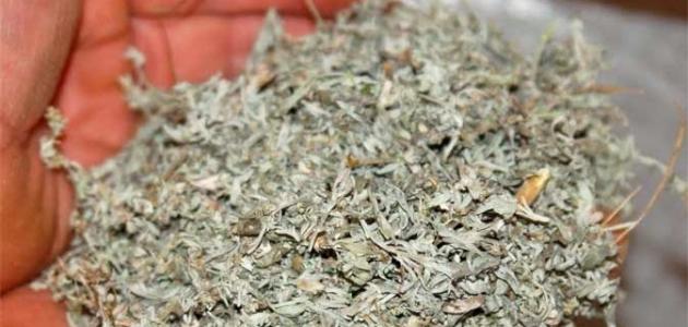 الشيح: ثورة في صحة البطن أم وهم؟ نظرة تحليلية لعام 2026