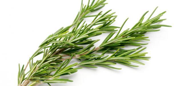 فوائد الروزماري الصحية واستخداماته المتعددة