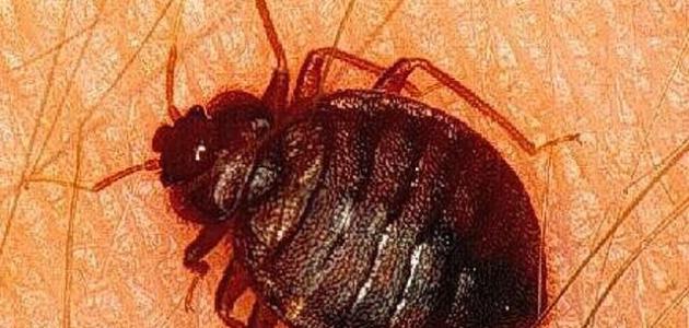 تحليل أضرار حشرة البق: الأسباب، الأعراض، وطرق المكافحة الفعالة