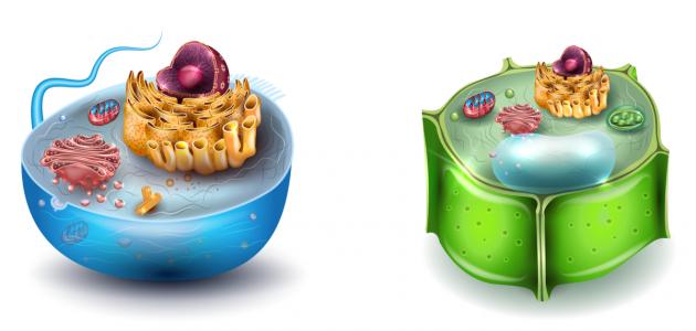 الفرق بين الخلية الحيوانية والنباتية: دليل شامل 2026